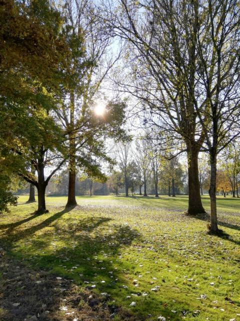 Sonne zwischen Bäumen im Park